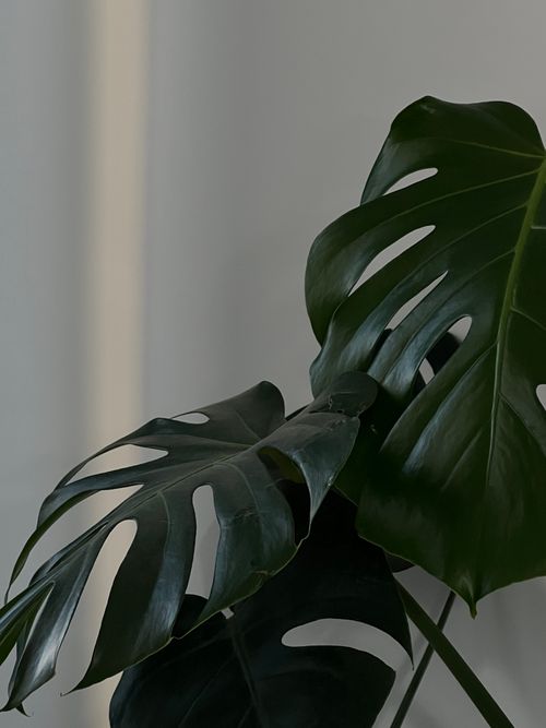 Free Close-up of dark green monstera leaves against a soft, neutral background. Stock Photo