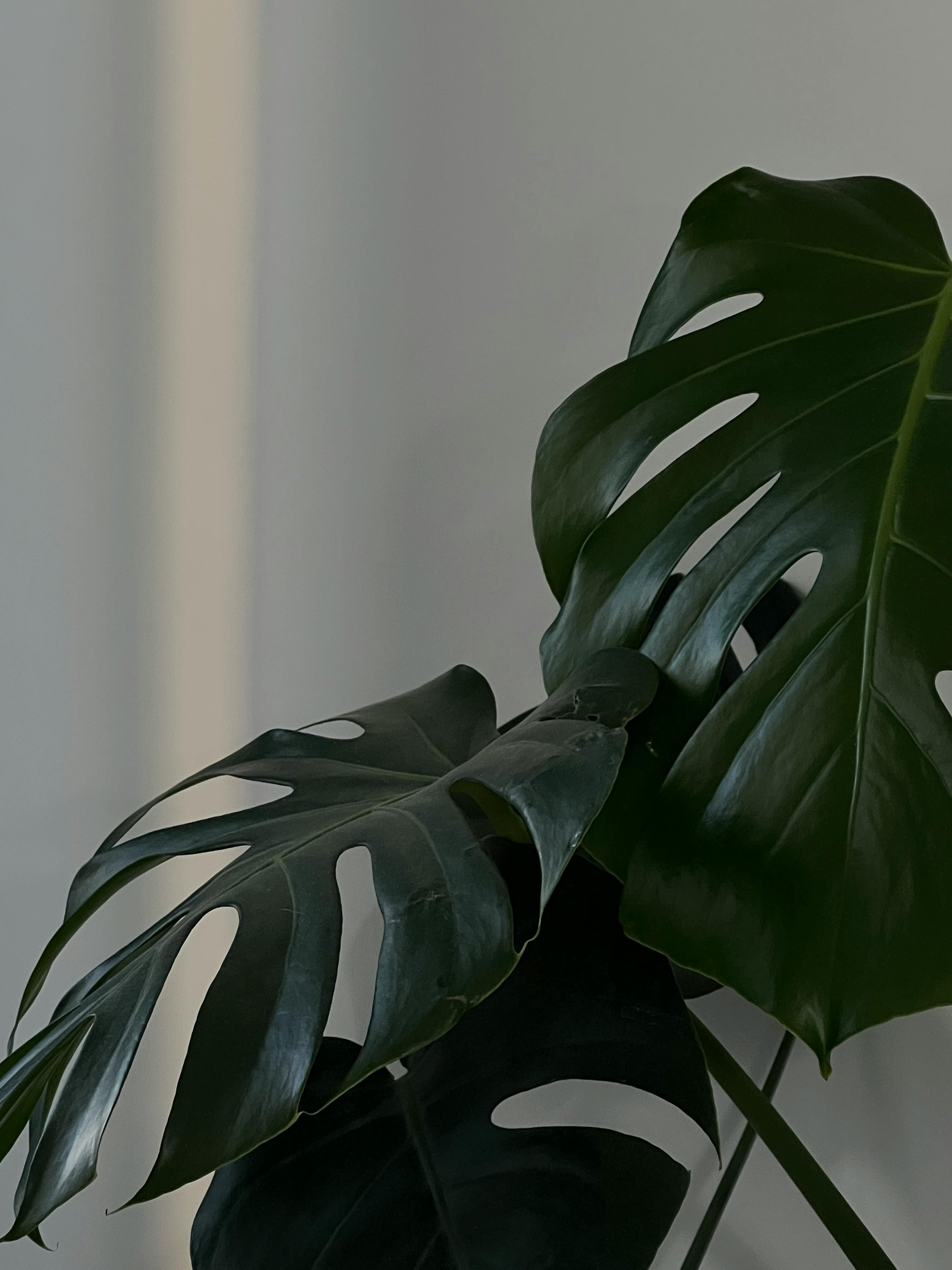 Kostenlos Kostenloses Stock Foto zu ästhetisch, beruhigend, blattbeschaffenheit Stock-Foto