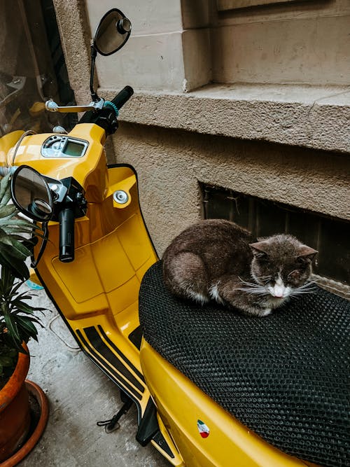 Fotos de stock gratuitas de gato