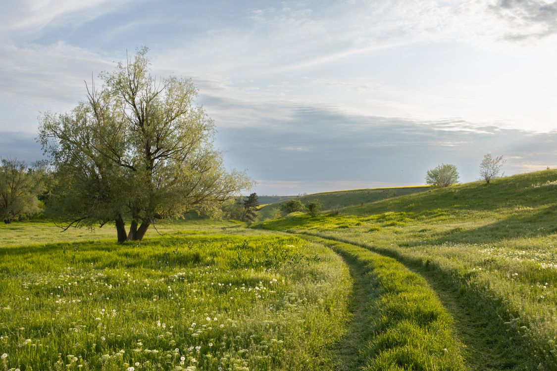 Spring Open Field Pictures a green and magical spring field, a beautiful sunset. · Free Stock Photo