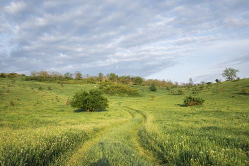 Free Expansive green countryside with trees and an overcast sky, illustrating serene rural beauty. Stock Photo