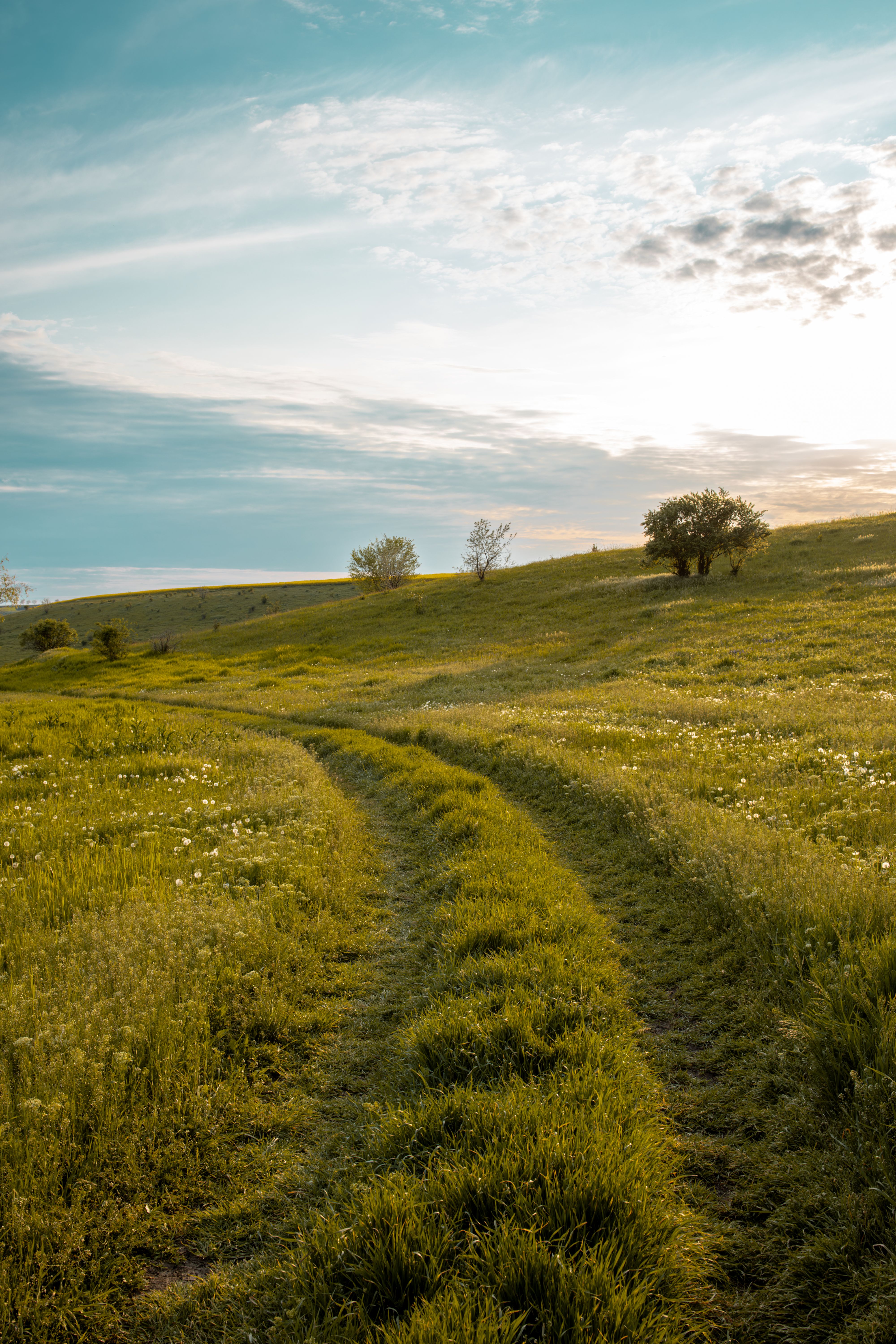 a green and magical spring field, a beautiful sunset. · Free Stock Photo