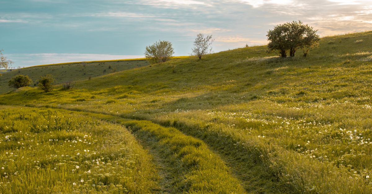 Spring Open Field Pictures a green and magical spring field, a beautiful sunset. · Free Stock Photo