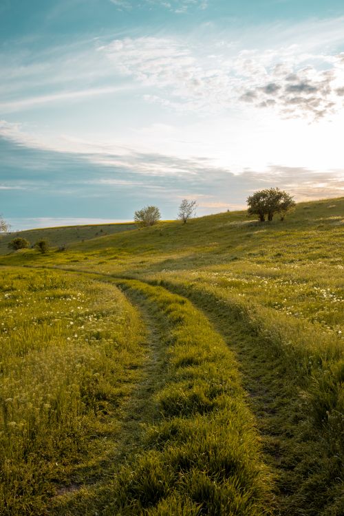 Free Idyllic rural scene with lush grass and trees, captured at sunset, perfect for travel and nature themes. Stock Photo