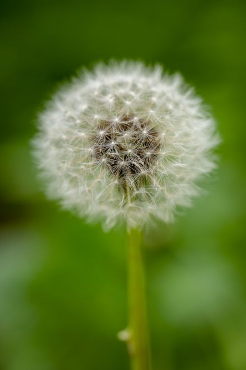 Free Beautiful macro shot of a dandelion seed head against a vibrant green background. Stock Photo