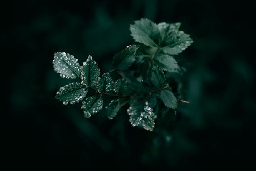 Free Close-up shot of dew-covered green leaves against a dark backdrop, showcasing nature's serene beauty. Stock Photo