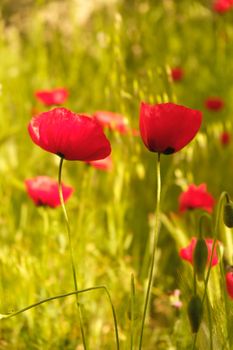 Bright red poppies bloom vividly in a sunlit meadow. Ideal for nature-themed projects.