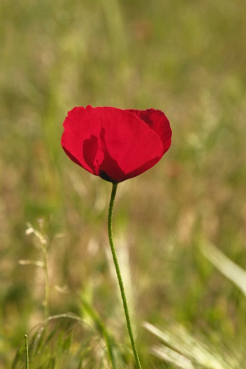 Red Poppy Flower