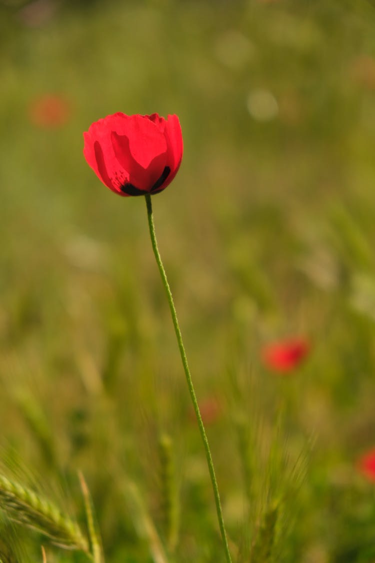 Red Poppy Flower