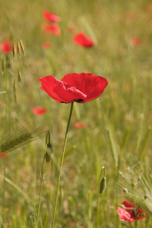 Free Close-up of a vibrant red poppy in a lush green meadow, capturing the essence of nature's beauty. Stock Photo