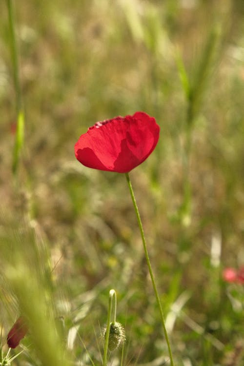 Red Poppy Flower