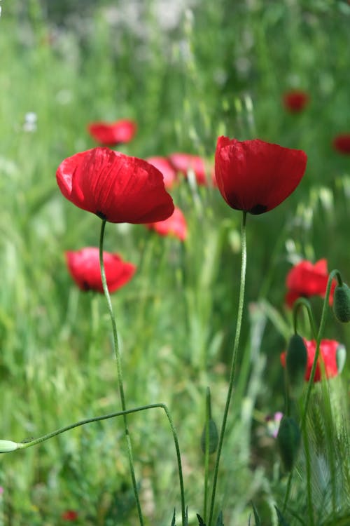 Red Poppies on Meadow