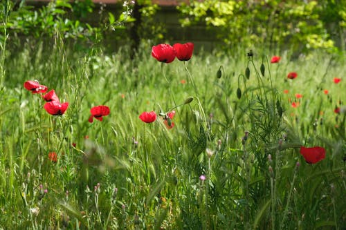 Red Poppies on Meadow