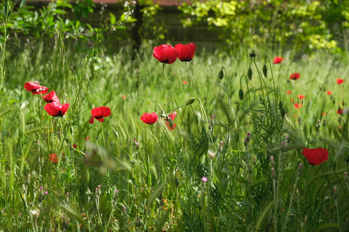 Foto profissional grátis de crisântemos, flores, foco seletivo