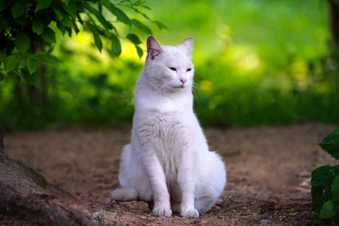 White Cat Sitting on Ground · Free Stock Photo