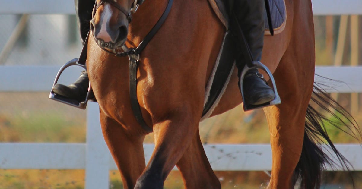 Person Riding Horse · Free Stock Photo