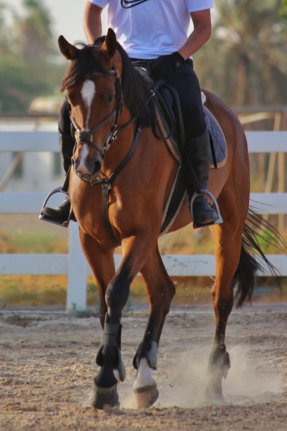 Person Riding Base Person Riding Horse · Free Stock Photo