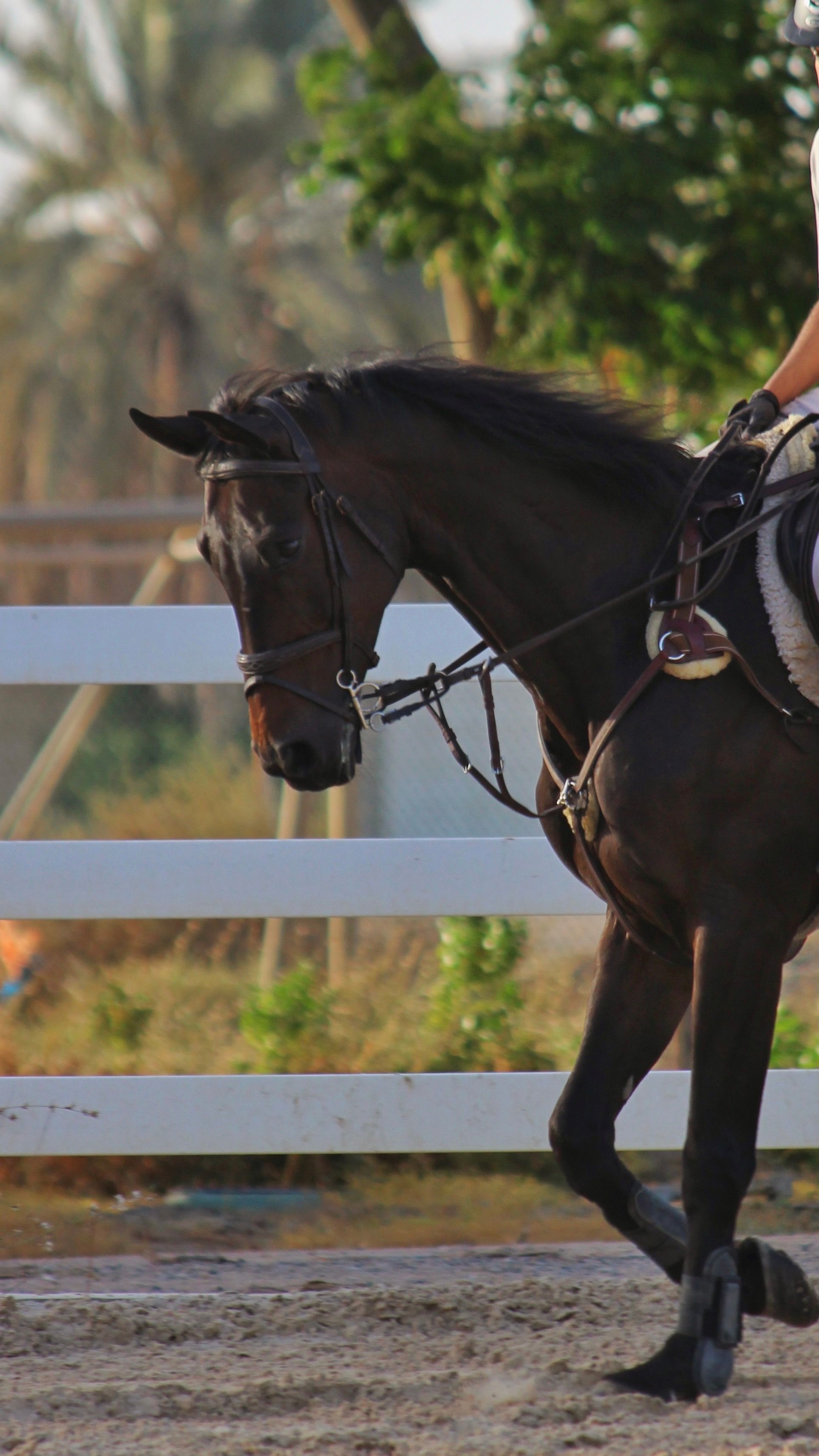 Close-up of a horse in an outdoor equestrian setting during daylight.