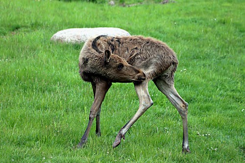 Photos gratuites de élan, faune, herbe