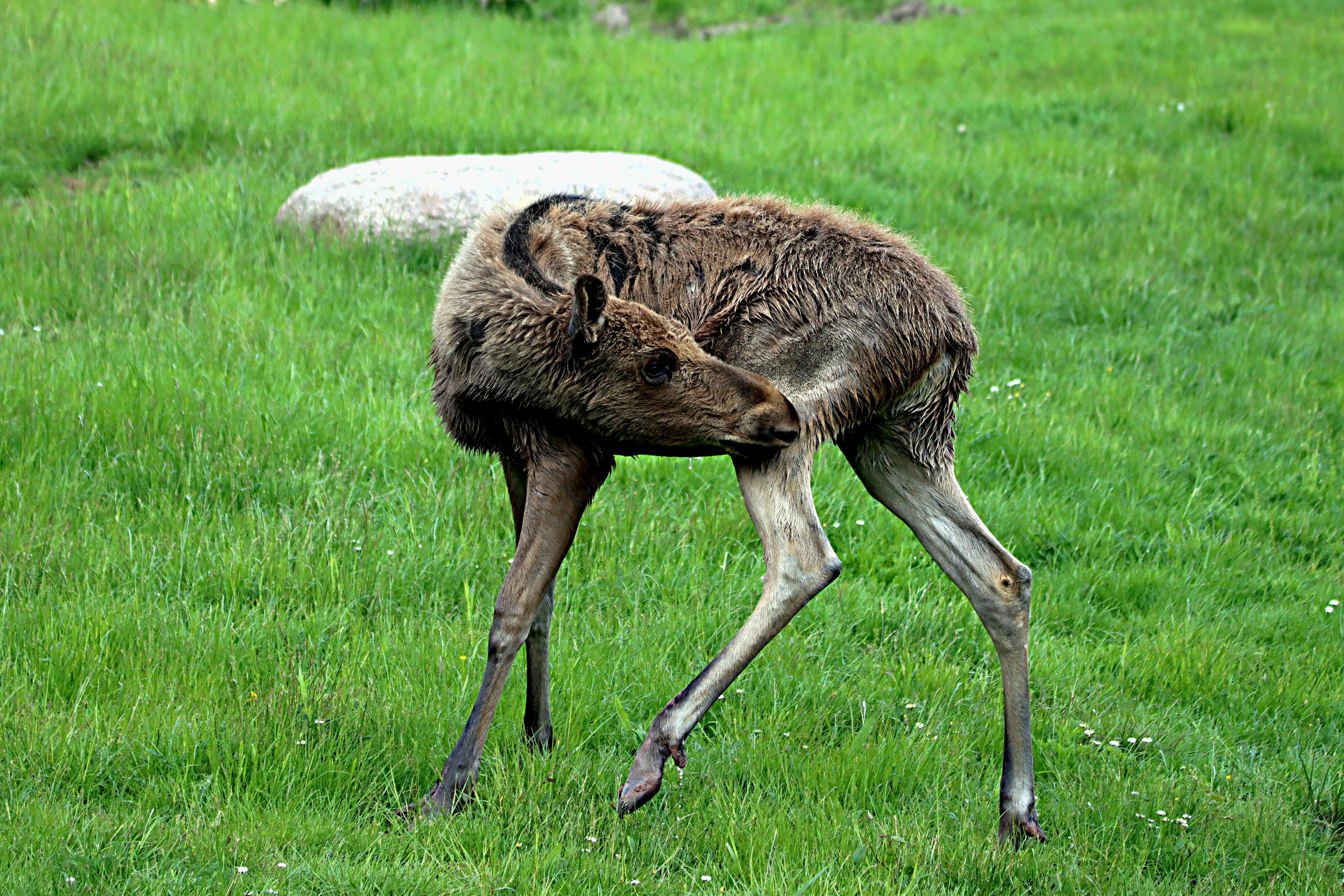 sevimli bebek emu