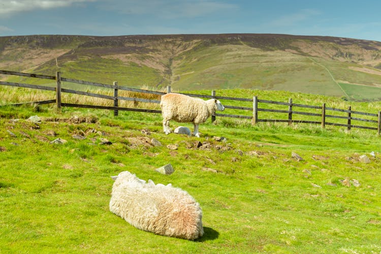 Sheep On Sunlit Pasture