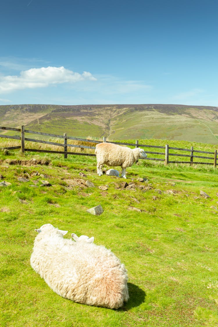 Sheep On A Pasture 