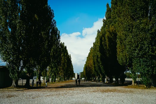 晴朗的日子里，公园小路上阳光明媚，两旁排列着高大的树木