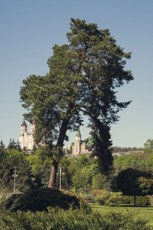 Darmowe zdjęcie z galerii z duże drzewo, obwód kijowski, park