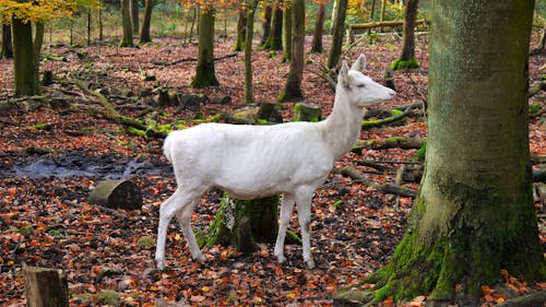 Free stock photo of deer, forest animals, white deer
