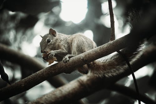 Squirrel on a Tree Branch 