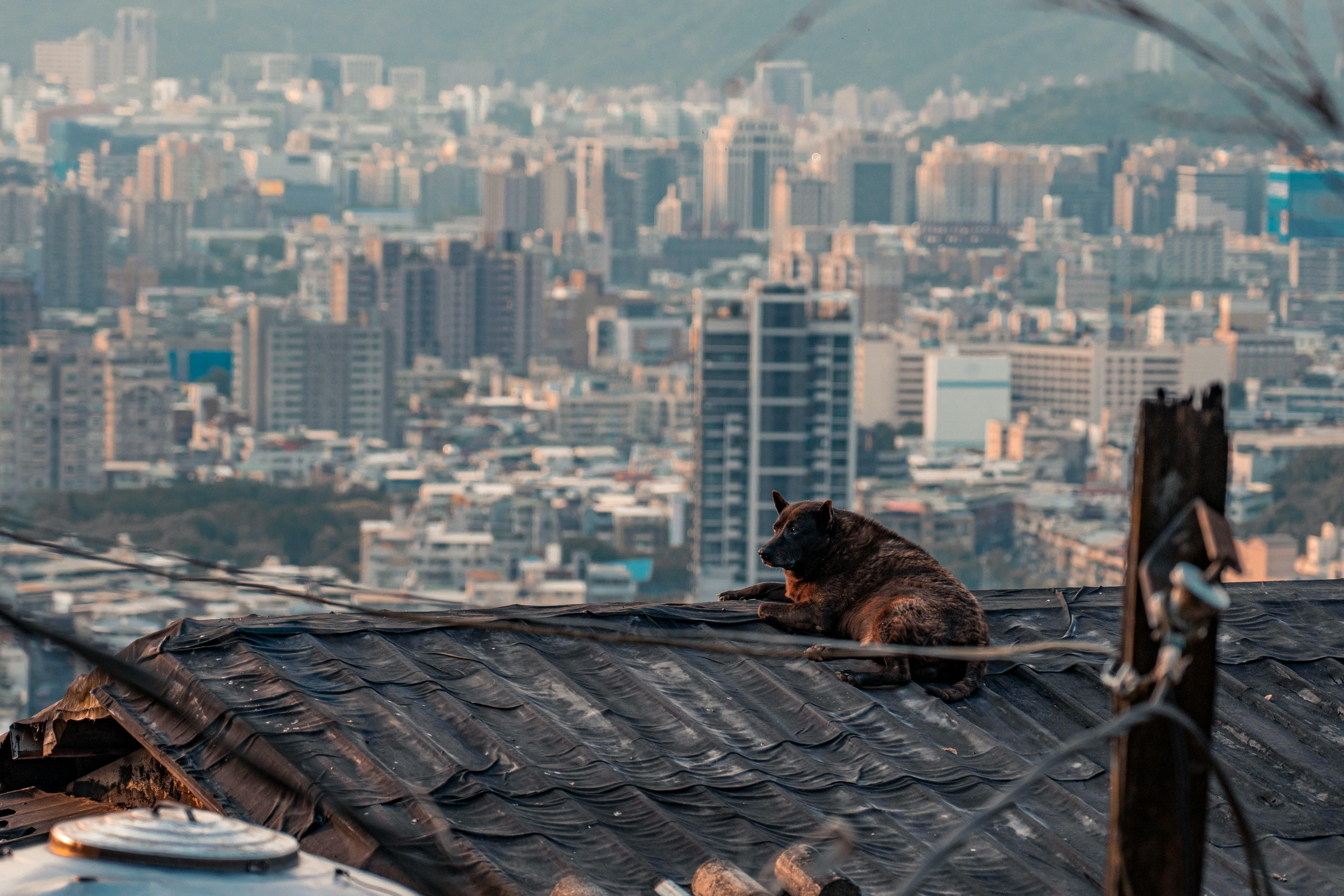 Rooftop dog run with city views - modern apartments for rent in chicago