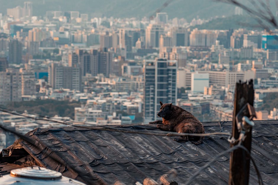 resident and dog relaxing on rooftop lounge with city view - pet friendly apartments in uptown chicago resident and dog relaxing on rooftop lounge with city view - pet friendly apartments in uptown chicago