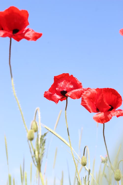 Red Poppy Flowers