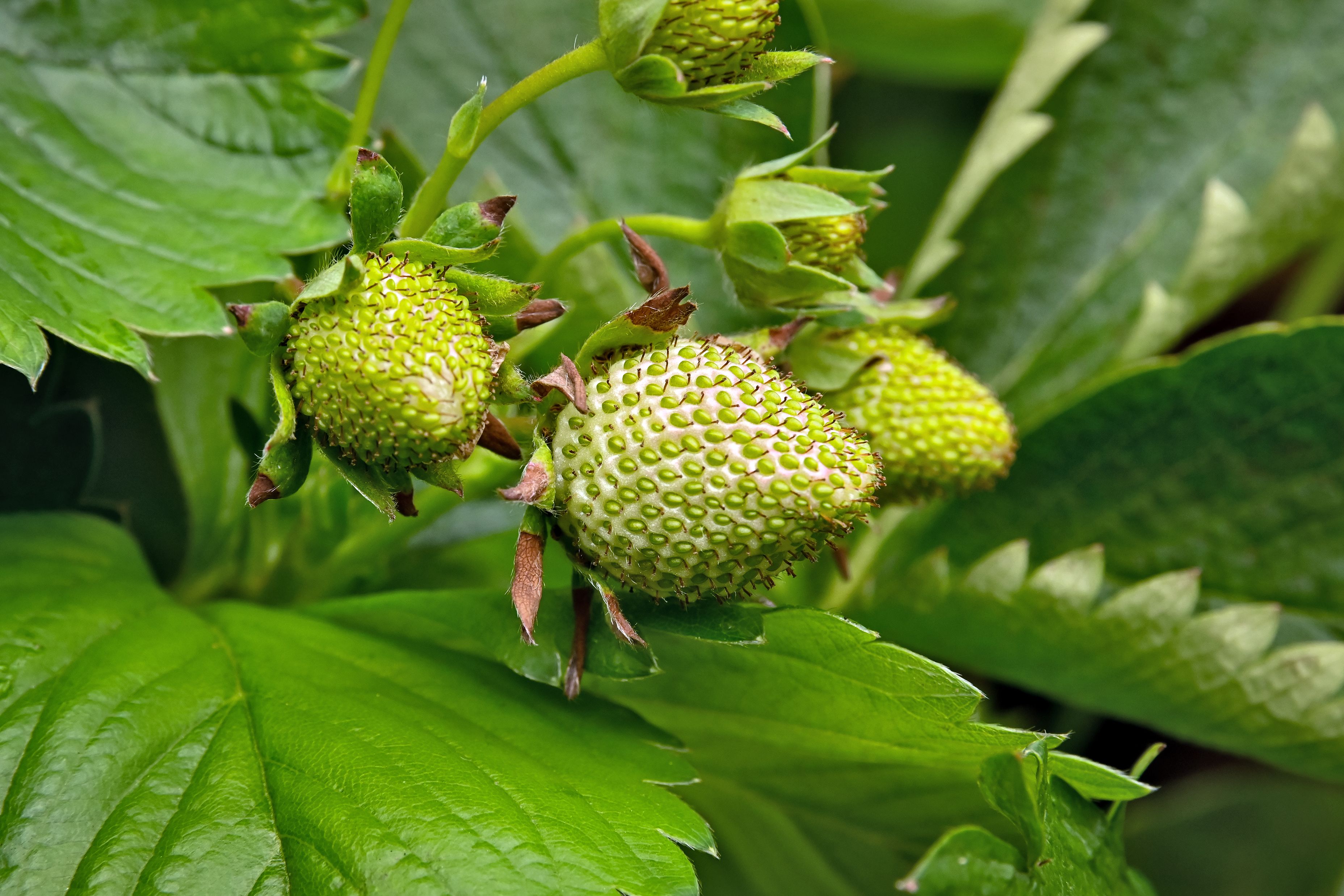 Strawberries growing in vertical planter - Winter Strawberries: Vertical Square Foot Growing Indoors