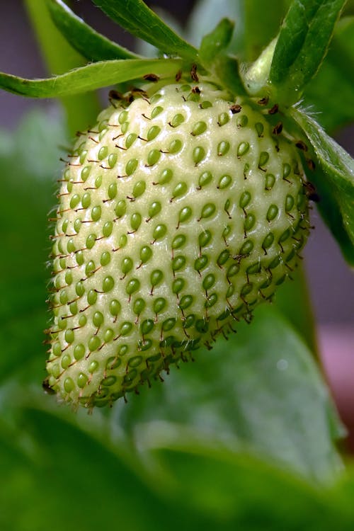 Green Strawberry Fruit