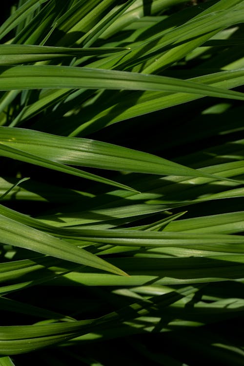 A close up of green grass with some leaves