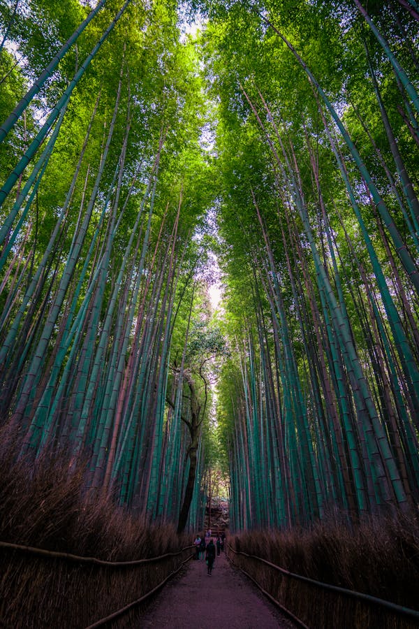 Arashiyama Bamboo Grove Photos, Download The BEST Free Arashiyama Bamboo Grove Stock Photos & HD