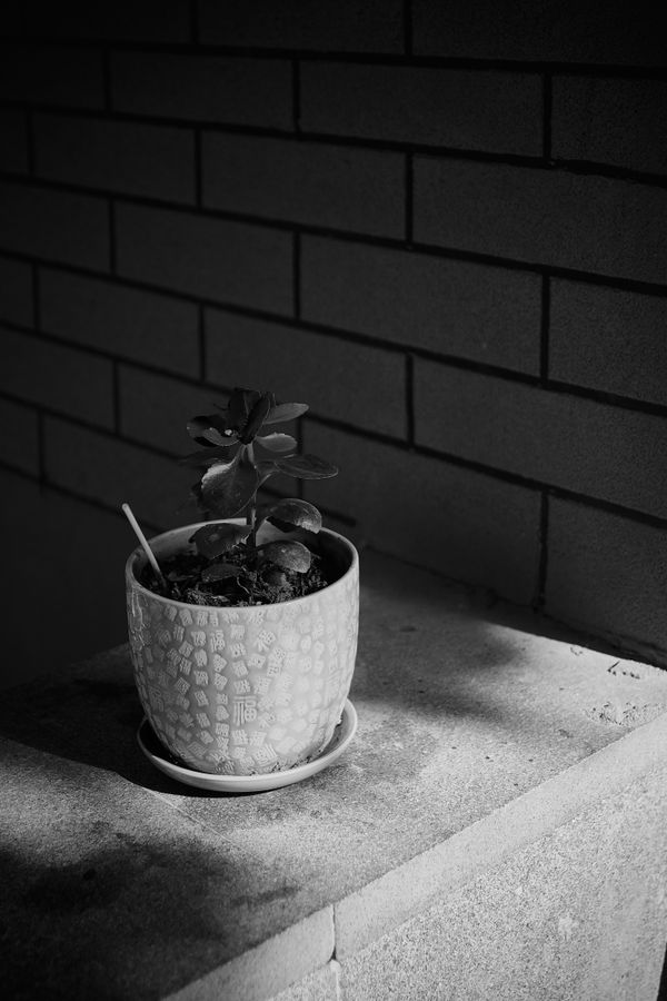 A potted plant on a stone wall, black and white