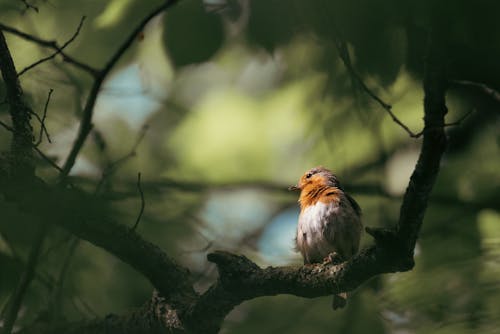 European Robin on Branch