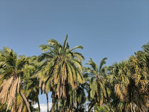 무료 코코넛 나무의 사진 스톡 사진