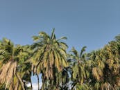 澳大利亚悉尼，高耸入云的棕榈树充满活力，展现出热带的宁静