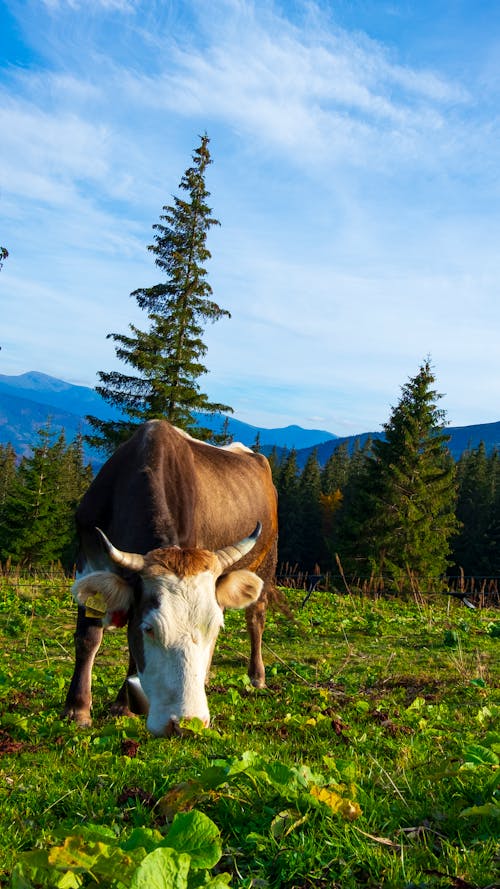 Kuh Auf Almwiesen, Kuh, Die Gras Frisst