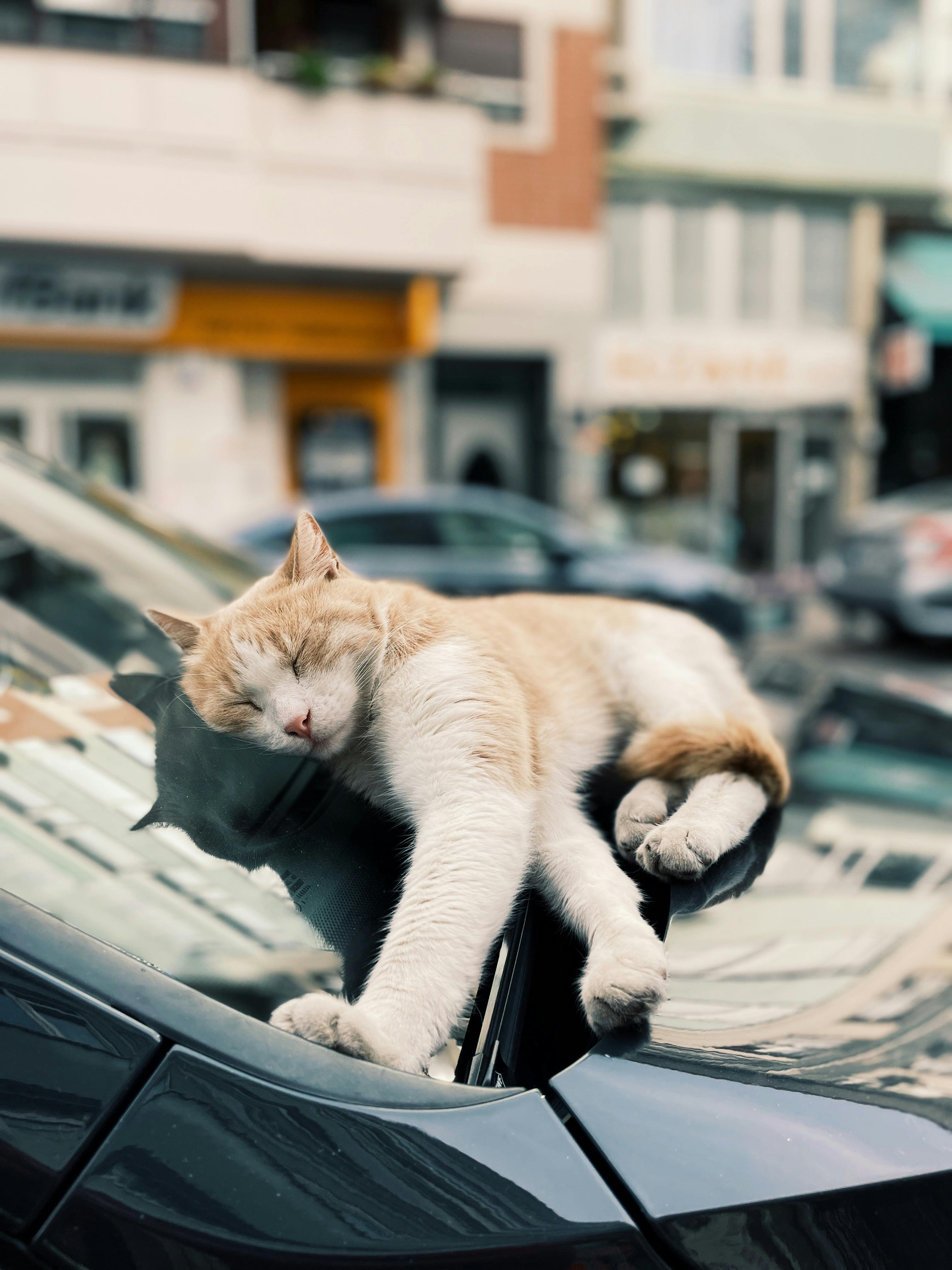 Cat Sleeping on Car · Free Stock Photo
