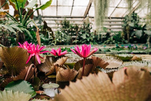 Gratuit Imagine de stoc gratuită din botanică, centrale, flori Fotografie de stoc