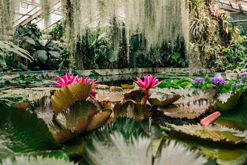Free A lush greenhouse with vibrant pink and purple water lilies creating a serene indoor oasis. Stock Photo