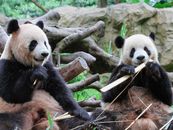 Two giant pandas sit among branches eating bamboo in a lush, natural setting.