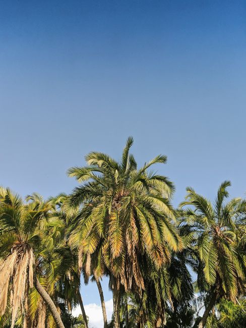 Low angle shot of lush tropical palm trees under a clear blue sky in summertime.