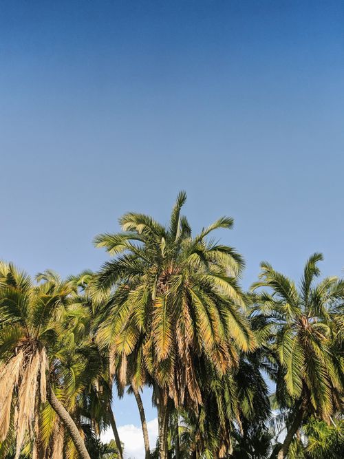 Free Low angle shot of lush tropical palm trees under a clear blue sky in summertime. Stock Photo
