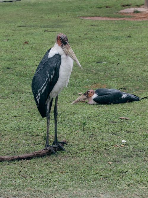 Free Two marabou storks in a grassy field, one standing and one resting, showcasing their distinctive features. Stock Photo