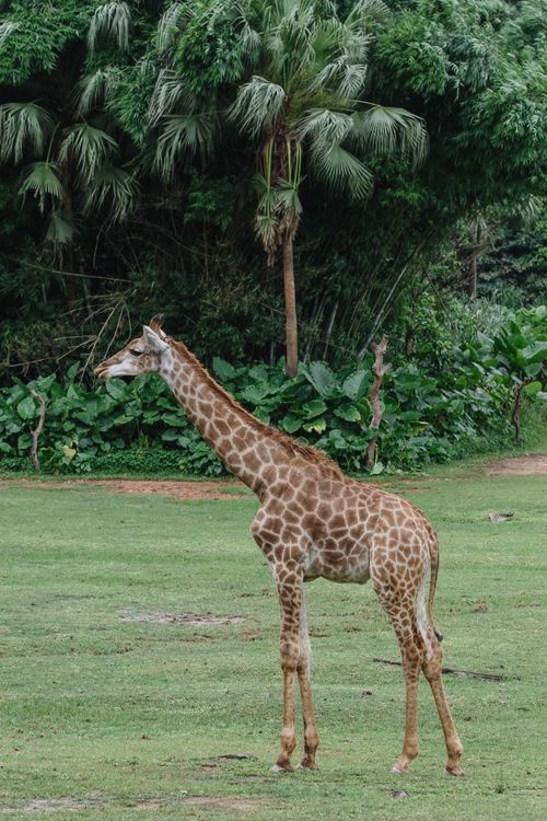 Free Giraffe standing gracefully against lush green foliage background in a wildlife setting. Stock Photo